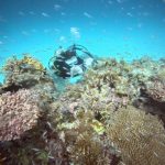 <span class="title">湿度低めの石垣島？着後ダイブは石西礁湖でコーラルフィッシュ堪能ダイビング！</span>