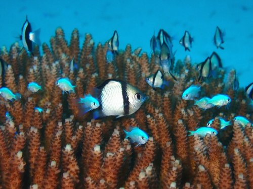 フタスジリュウキュウスズメダイ