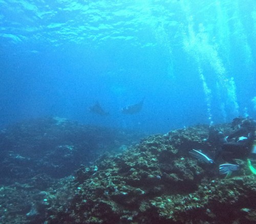 <span class="title">マンタパラダイス石垣島♪マンタ2匹のホバリングじっくり鑑賞ダイビング！</span>