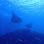 <span class="title">マンタパラダイス石垣島♪マンタ2匹のホバリングじっくり鑑賞ダイビング！</span>