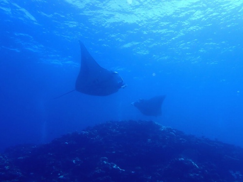 ナンヨウマンタ