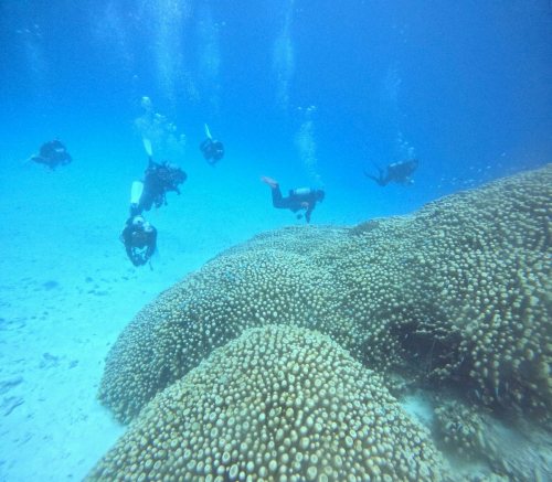 コモンシコロサンゴ