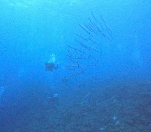 ブラックフィンバラクーダ