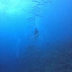 <span class="title">オーシャントライブ in 石垣島！ベタ凪から急変カジマイダイビング？</span>