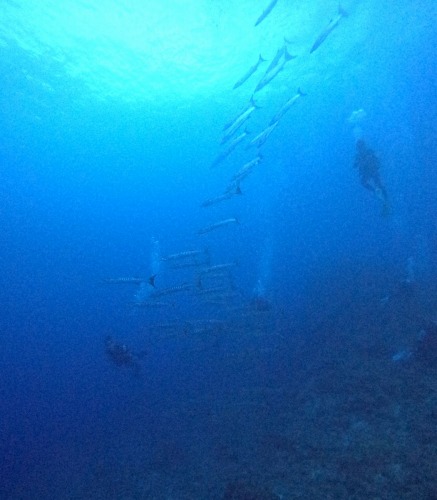 オーシャントライブ