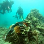 <span class="title">オーシャントライブ in 石垣島！〆は名蔵湾の移植サンゴとご対面ダイビング！</span>