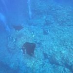 <span class="title">快晴の石垣島！シュノーケルと体験ダイビングでホバリングマンタを堪能！</span>