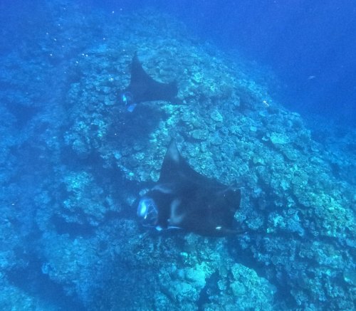 ナンヨウマンタ