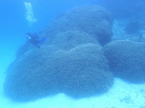 ファンダイビング