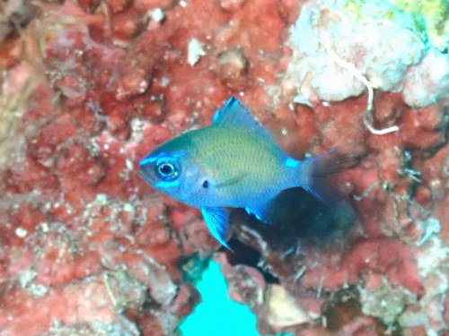 アマミスズメダイ