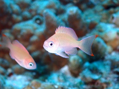 ケラマハナダイ