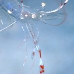 <span class="title">風回りの石垣島！GW初日は竹富南でリピーターさんと小物系ダイビング♪</span>