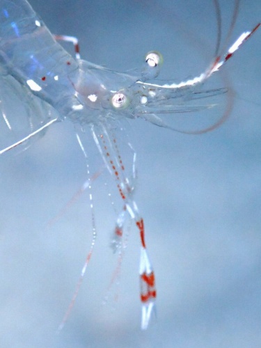 ソリハシコモンエビ