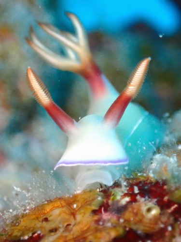 ゾウゲイロウミウシ