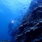 <span class="title">石垣島は晴れの天気！GW2日目も竹富南でリピーターさんと小物系ダイビング♪</span>