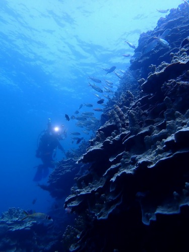 ファンダイビング