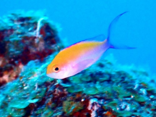 フタイロハナゴイ