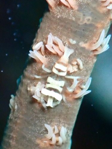 ムチカラマツエビ