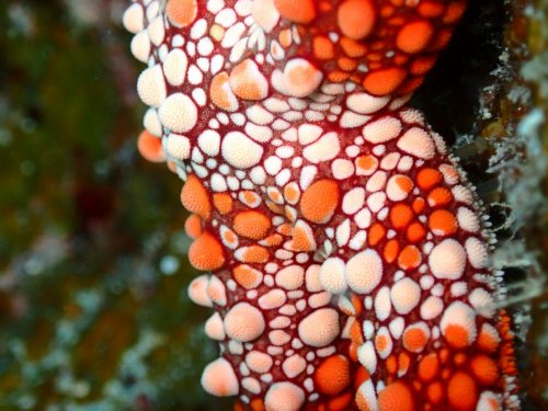 ホソウデアライボヒトデ