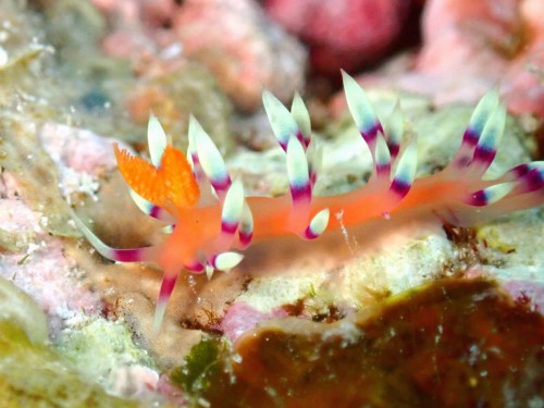 アデヤカミノウミウシ