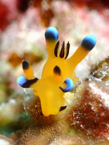 ピカチュウウミウシ