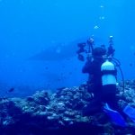 <span class="title">快晴ベタ凪夏の天気の石垣島！大興奮のマンタながら乱舞未遂のダイビング！</span>