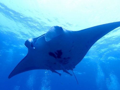 ナンヨウマンタ