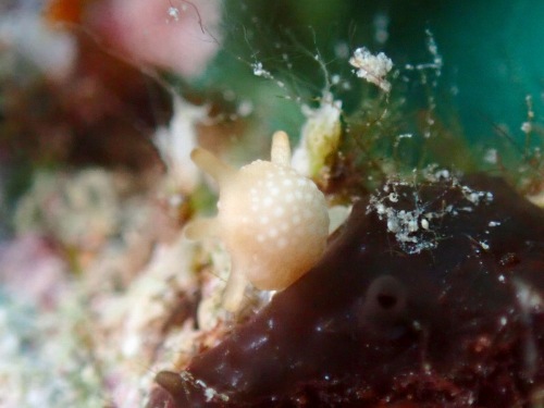 タイヨウノスナ