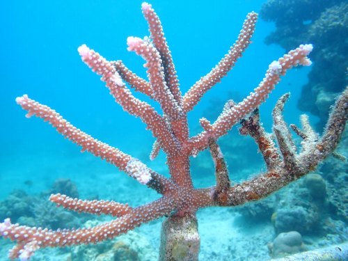 ヤングミドリイシ