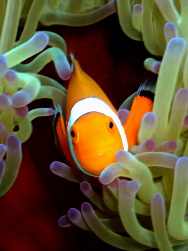 カクレクマノミ