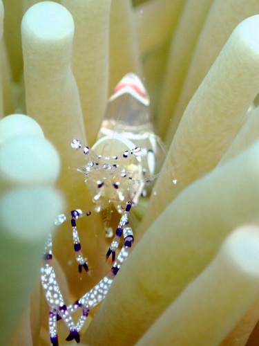 ニセアカホシカクレエビ