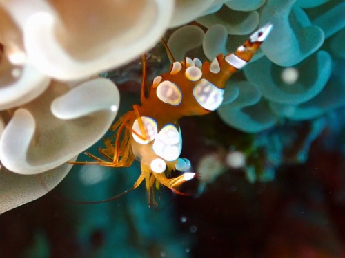 イソギンチャクモエビ