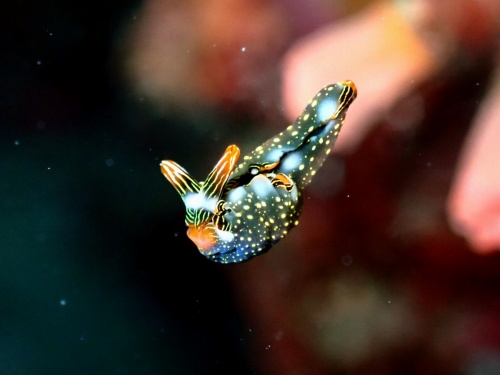 コノハミドリガイ