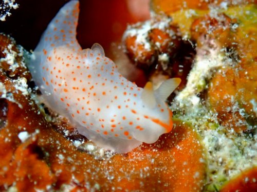 アカボシウミウシ