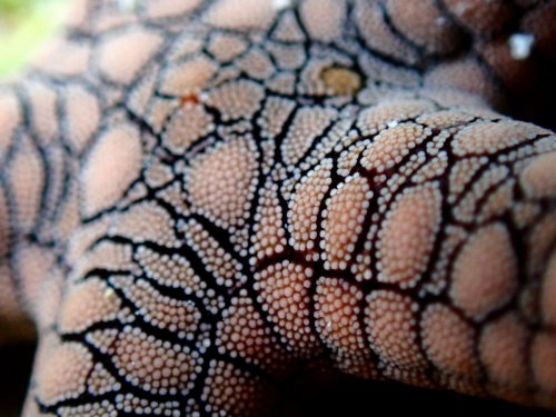 アミメジュズベリヒトデ