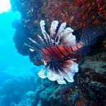 ファンダイビング