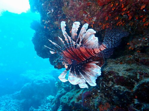 ファンダイビング