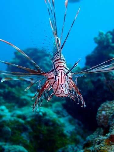 ハナミノカサゴ