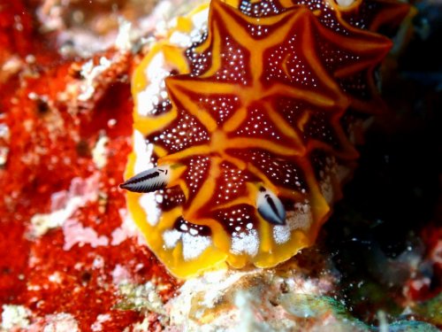 モザイクウミウシ