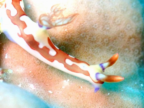 クロスジリュウグウウミウシ属の一種