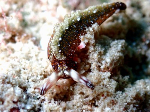 コノハミドリガイ