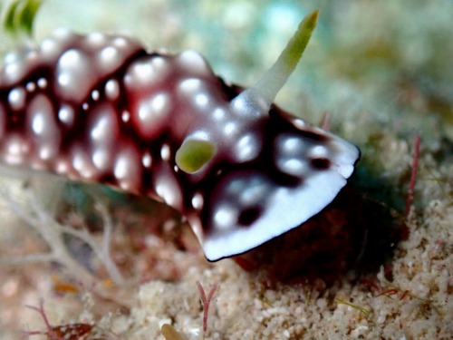 キカモヨウウミウシ