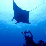 <span class="title">GWの石垣島はマンタ待ち1時間コース？ダイビング中はマンタが大接近！</span>