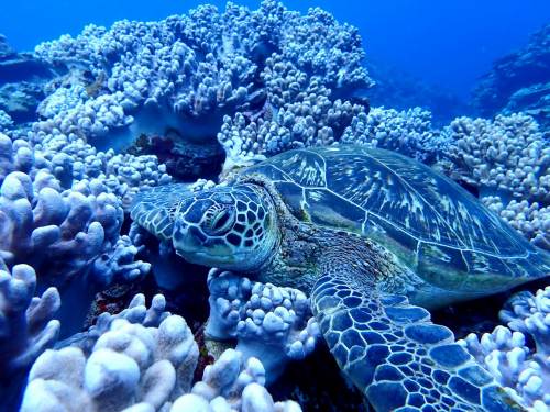 アオウミガメ