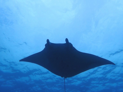 ナンヨウマンタ