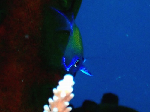 アマミスズメダイ