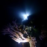 <span class="title">久し振りのナイトダイビング！石垣島の移植サンゴの産卵は・・・？</span>