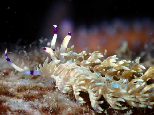 ムカデミノウミウシ