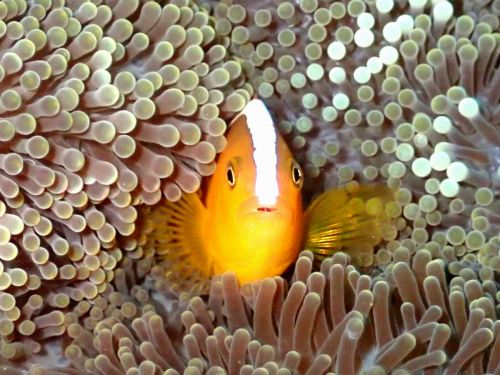 セジロクマノミ