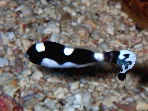 アジアコショウダイ